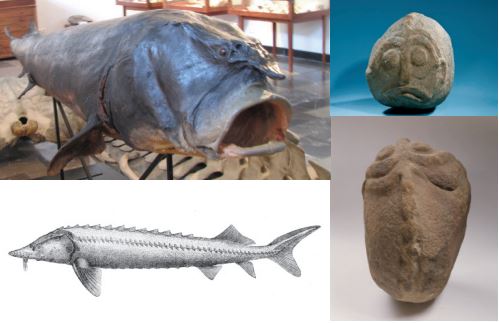 A comparison of the anatomical characteristics of a beluga sturgeon (large, bent mouth and a row of bone plates on the back, a-b) with a sculpture found in the building 57/XLIV at Lepenski Vir. (Sculpture “Danubius”, National Museum in Belgrade, inventory number 2/38; Stuffed Beluga Sturgeon, Jonathan Cardy, 2014; Huso, huso. Jakob Heckel 