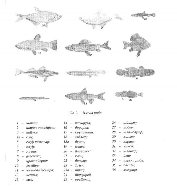 Types of fish in Belgrade hunting areas (Collected Works, Book 14) (Digital Legacy of Mihailo Petrović)