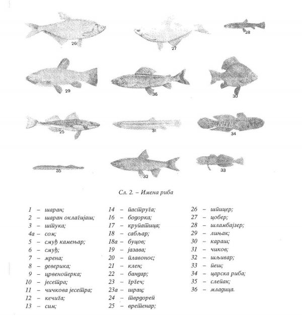 Слика 3. Врсте риба на београдским ловиштима, (Сабрана дела Књига 14) (Дигитални легат Михаило Петровић).